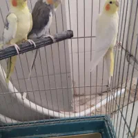 عروس هلندی نر و ماده