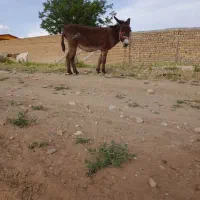 الاغ گله ای