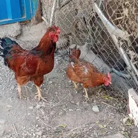 مرغ محلی تخمگذار