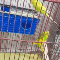 یک جفت مرغ عشق معاوضه بافنچ