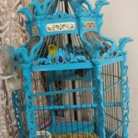 مرغ عشق و قفس سلطنتی