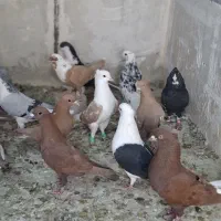 کبوتر خوشگل نرپریده