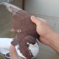 شصتی و چپ|پرنده|محمدیه-قزوین, |دیوار