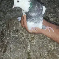 پلاکی و طوقی