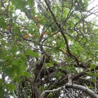 خرید و فروش خونه و زمین دهبکری