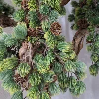 درختچه کاج|گل مصنوعی|گرگان, |دیوار