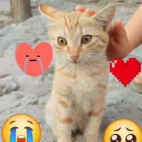گربه گم شده