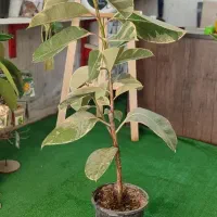 گیاهان اپارتمانی