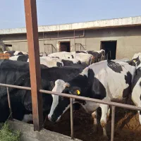 سلام۲۰رسگاو شیریبهفروشمیرسد|حیوانات مزرعه|فامنین, |دیوار