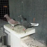 ماده دم سفید