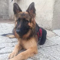 حیوانات خونه|سگ|دزفول, |دیوار