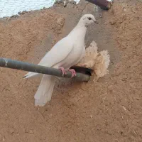 کفتر کله دم سبز ،سرخ  روزگاری|پرنده|پیر بکران, |دیوار