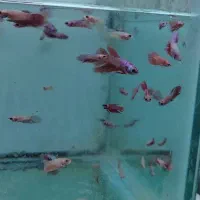 فایتر یک بند موجود شد|ماهی|شیراز, گود عربان|دیوار