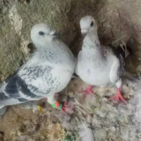 پلنگ شامی مگس کت سیاه