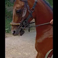 اسب مادیون پر خون