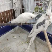 جفت عروس هلندی کارداده قیمت مفت  معاوضه دارم