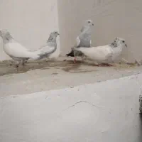 کبوتر سینه آبی جفتی|پرنده|شیراز, شهرک سراج‎|دیوار