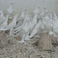 کبوتر اوجاپاچا . پارپارلی . لوتی قرمز گوز|پرنده|سهند, |دیوار