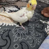 فروش جوجه عروس هلندی