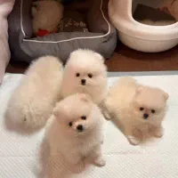 پامرانین سفید