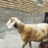بره نره کبود معاوضه با گوسفنده افشار ابستن