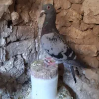کبوتر|پرنده|طبس, |دیوار