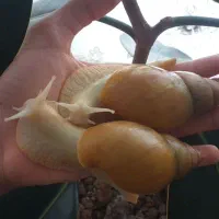 حلزون آلبینو