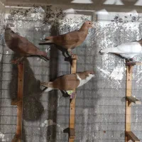 کفتر