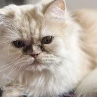 فروش گربه پرشین اسکاتیش