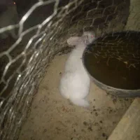 خرگوش فروشی