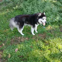 واگذاری سگ هاسکی