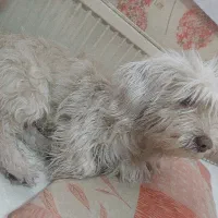 سگ رایگان|سگ|شهر ری, سیزده آبان|دیوار