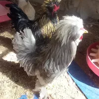 مرغ سلطان خالص