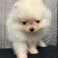 پامرانین دوسرخرسی