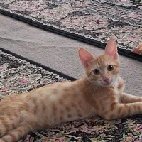 بچه گربه دیش سه ماهه