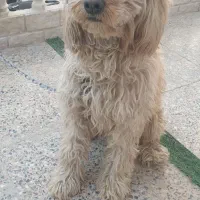 واگذاری سگ  شیتزو ماده قیمت توافقی