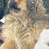 سگ پاکوتاه نژاد پیکینیز