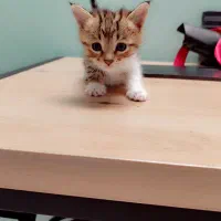 دنیای گربه ها|گربه|ری, شهرری|دیوار