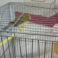 نروماده آماده واسه جوجه به|پرنده|زنجان, |دیوار