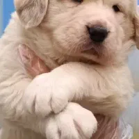 سگ آلابای روسی