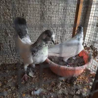 کبوتر پینتس|پرنده|بندرعباس, |دیوار