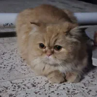 واگذاری گربه