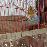 قناری ماده|پرنده|رشت, دیانتی|دیوار