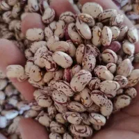 لوبیا چیتی خوشمزه