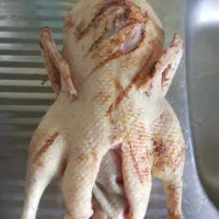 اردک و غاز محلی|حیوانات مزرعه|رشت, پل تالشان|دیوار