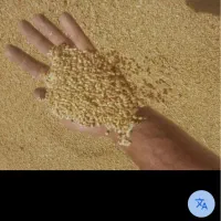 گندم ابی پیشگام