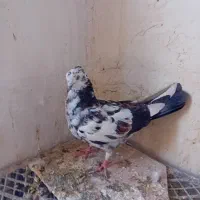 کبوتر|پرنده|کرمانشاه, |دیوار