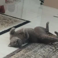 گربه از والدین اسکاتیش بریتیش|گربه|ساری, |دیوار