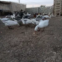 فروش تعدادی غازمحلی