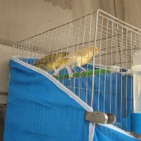 یک عدد قناری نر وماده